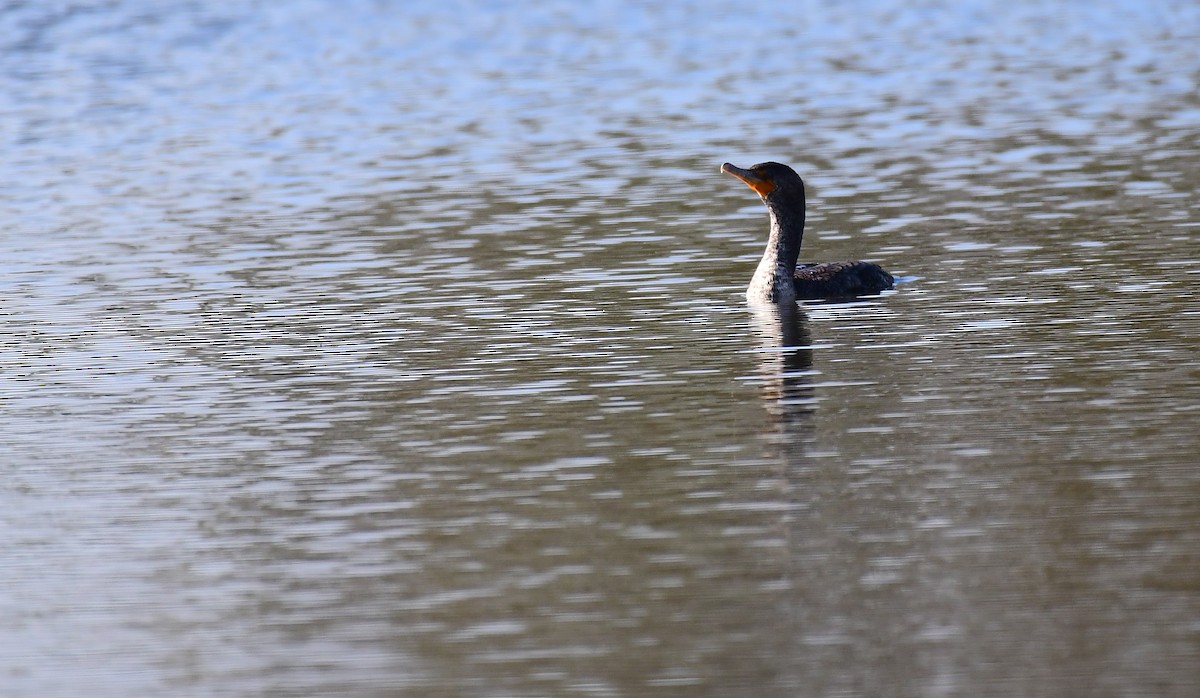 Anhinga - ML646350682
