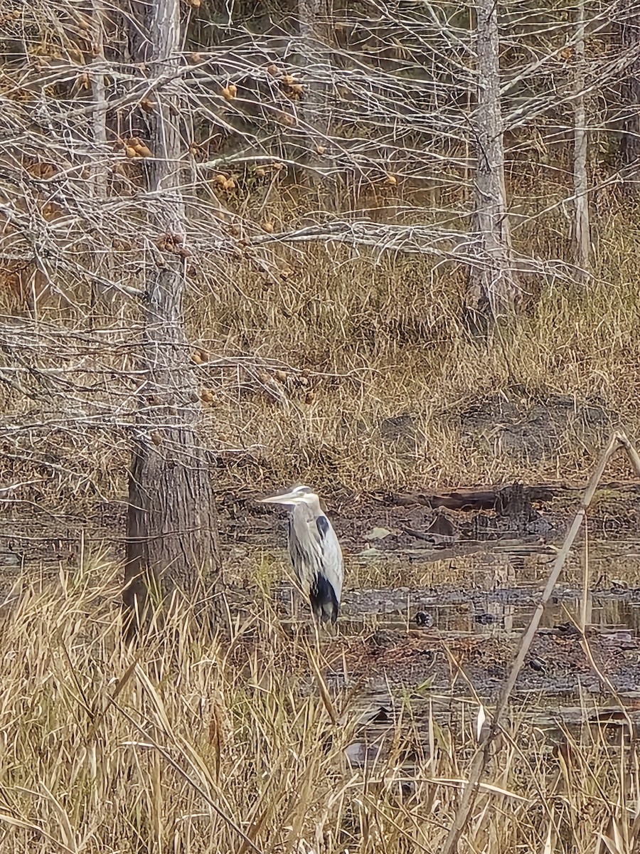 Great Blue Heron - ML646350684