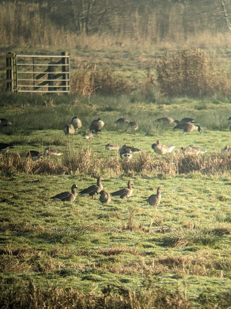 Greater White-fronted Goose - ML646350685