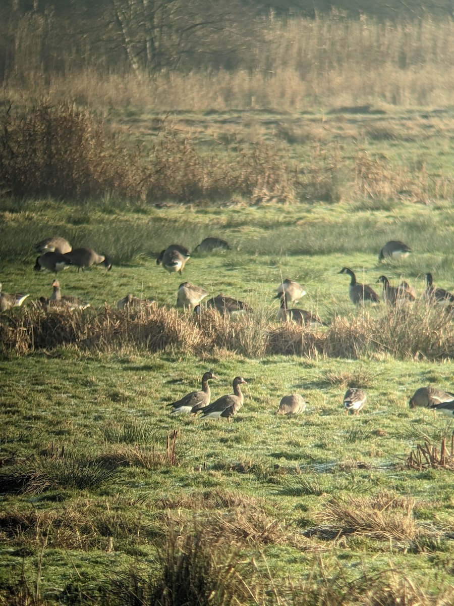 Greater White-fronted Goose - ML646350686