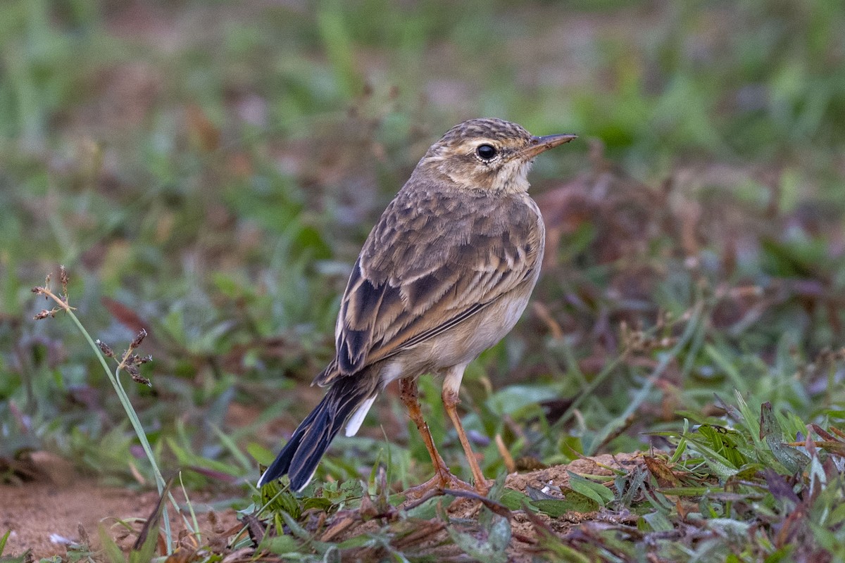 Paddyfield Pipit - ML646350687
