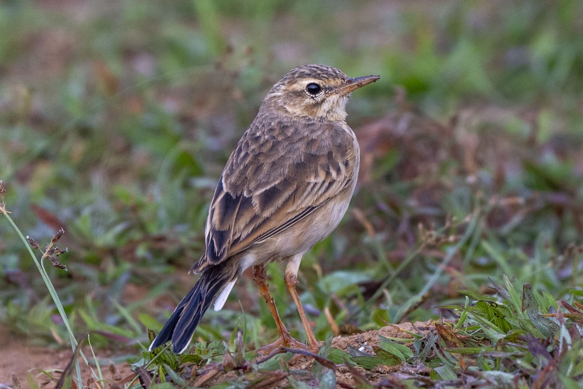 Paddyfield Pipit - ML646350699