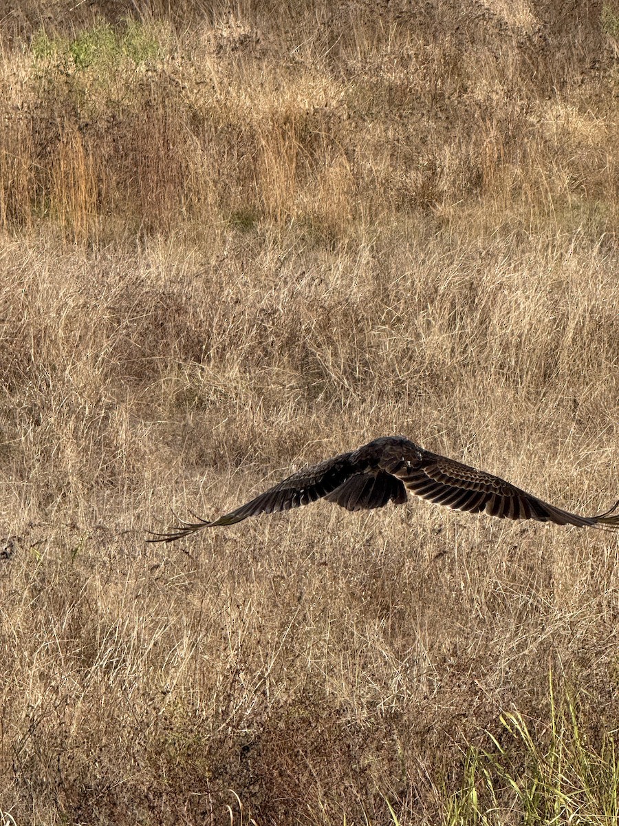 kondor krocanovitý - ML646350700