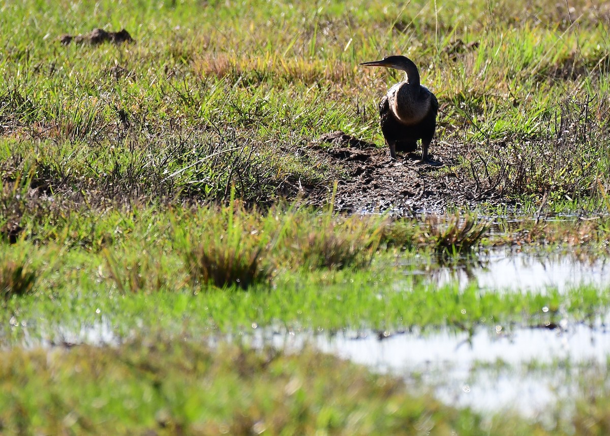 Anhinga - ML646350702