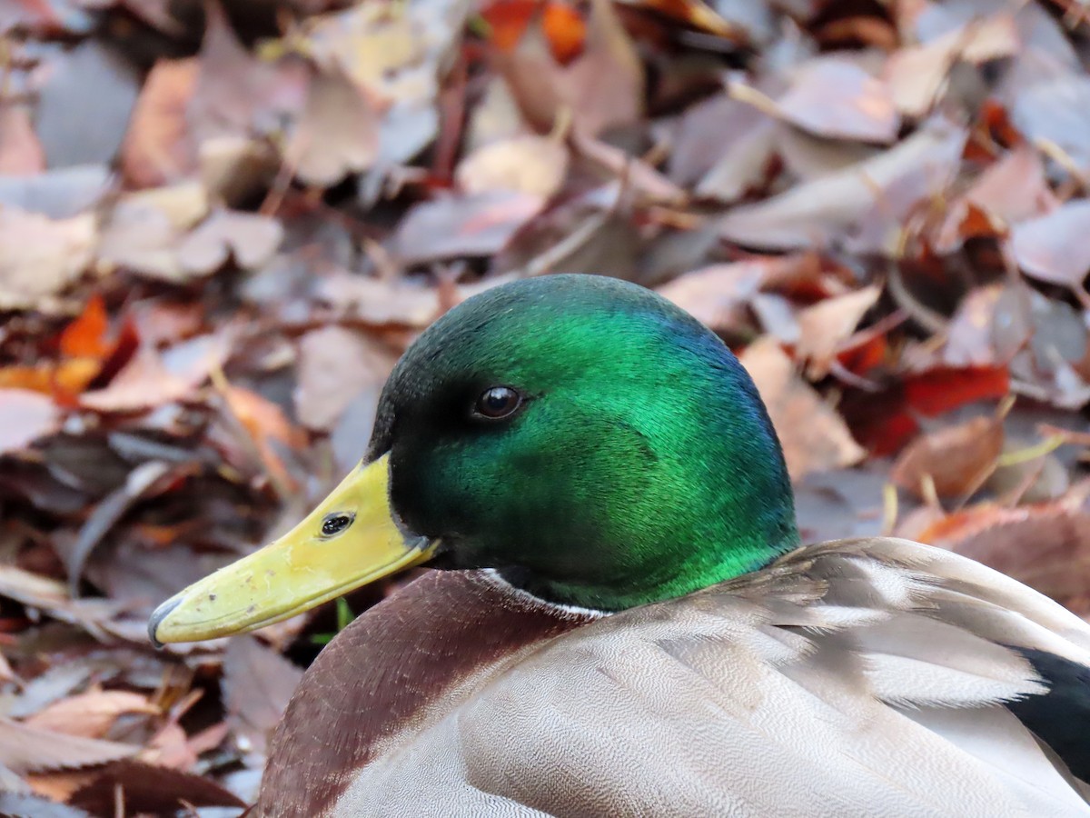 Mallard - ML646350703