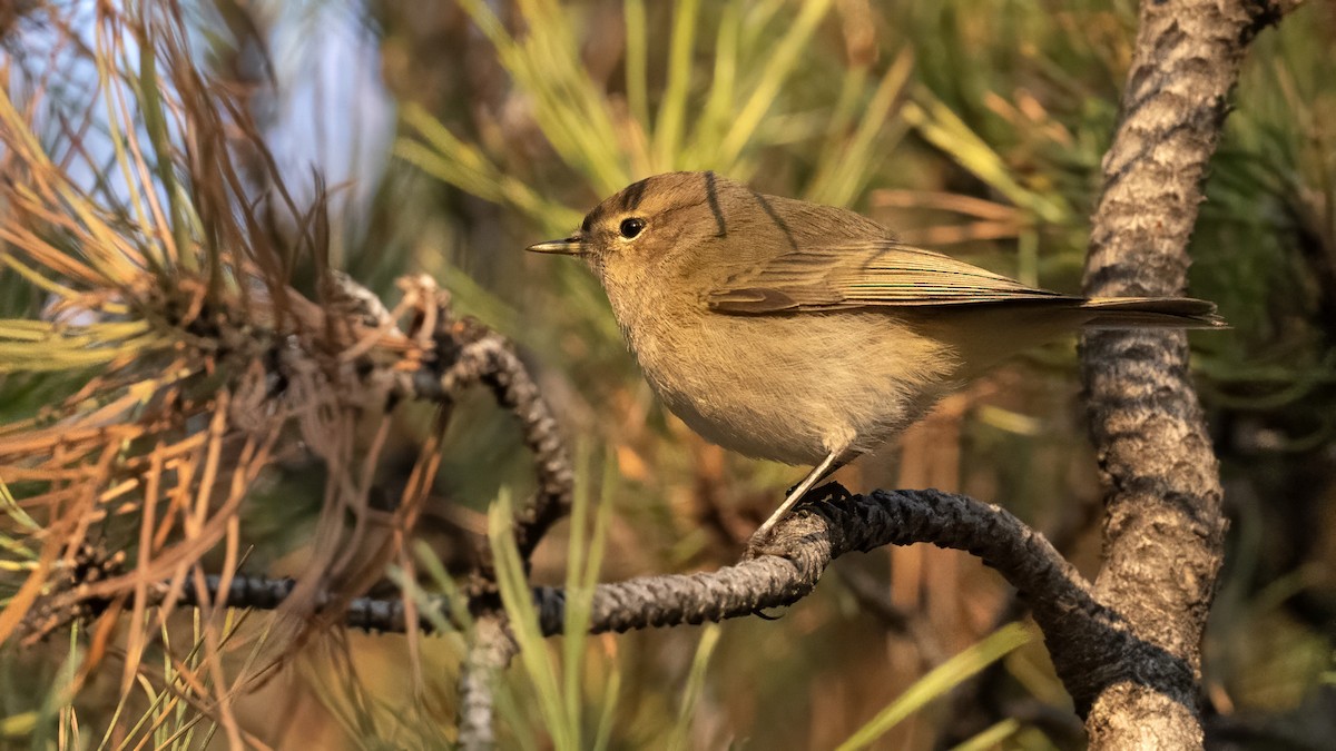 Common Chiffchaff - ML646350704
