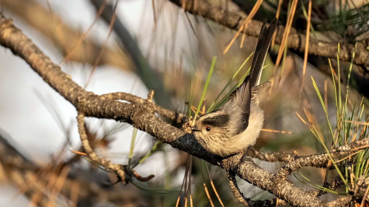 Long-tailed Tit - ML646350707