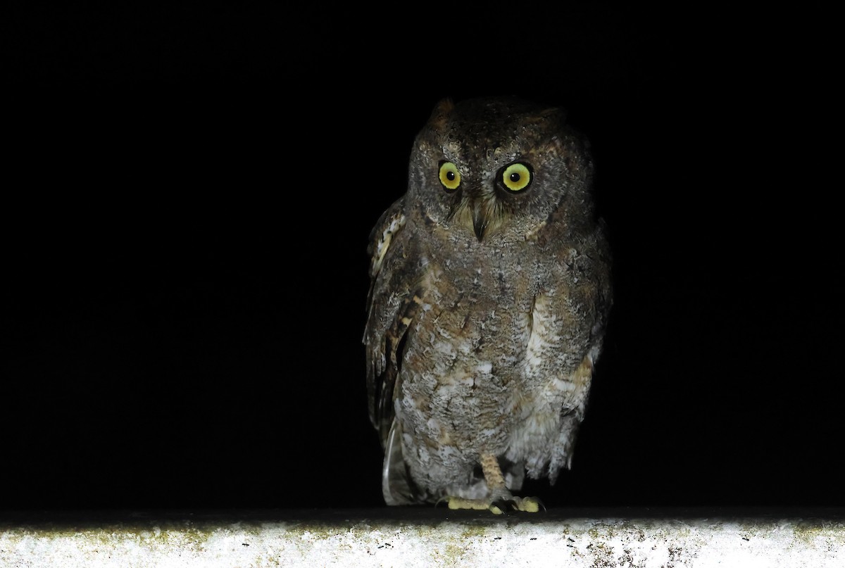 ryukyuugle - ML646350708