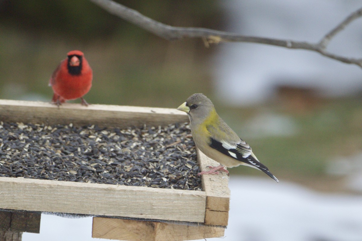 Evening Grosbeak - ML646350714