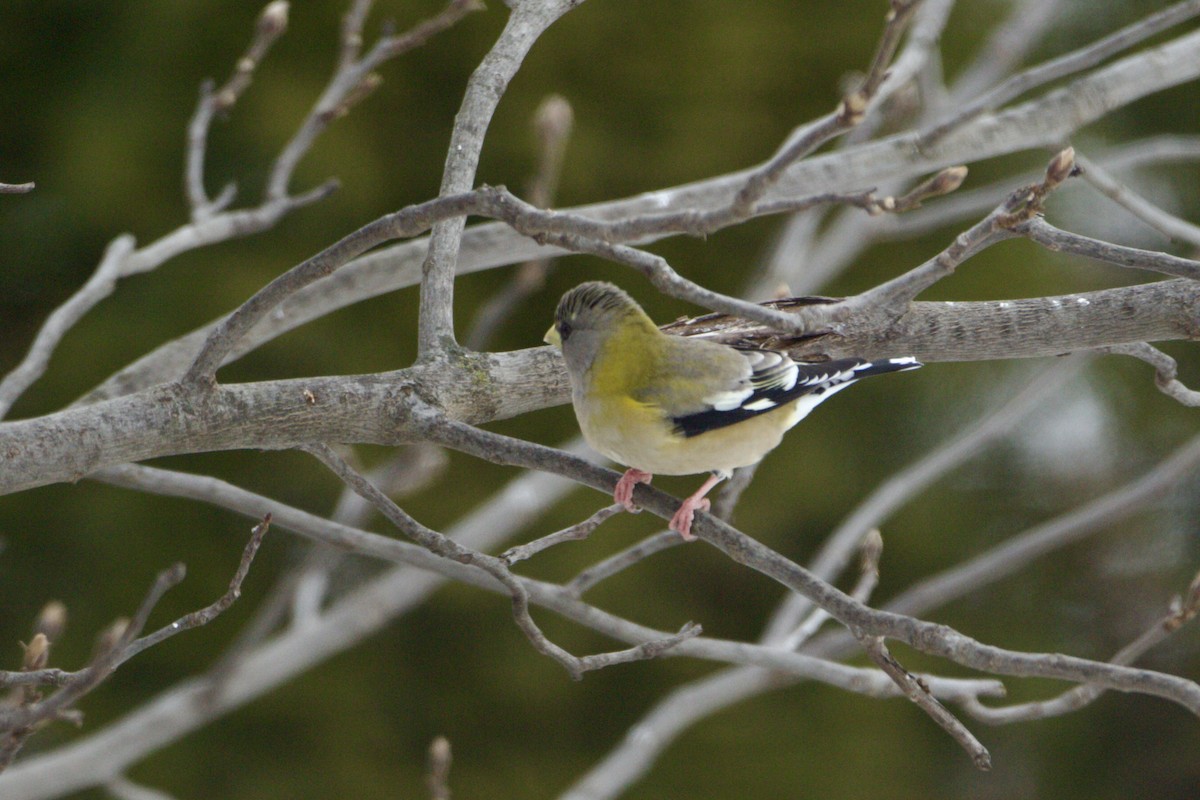Evening Grosbeak - ML646350715