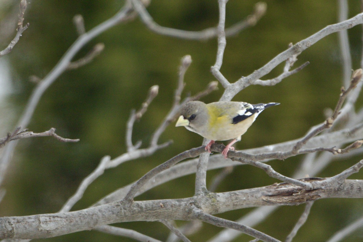 Evening Grosbeak - ML646350716