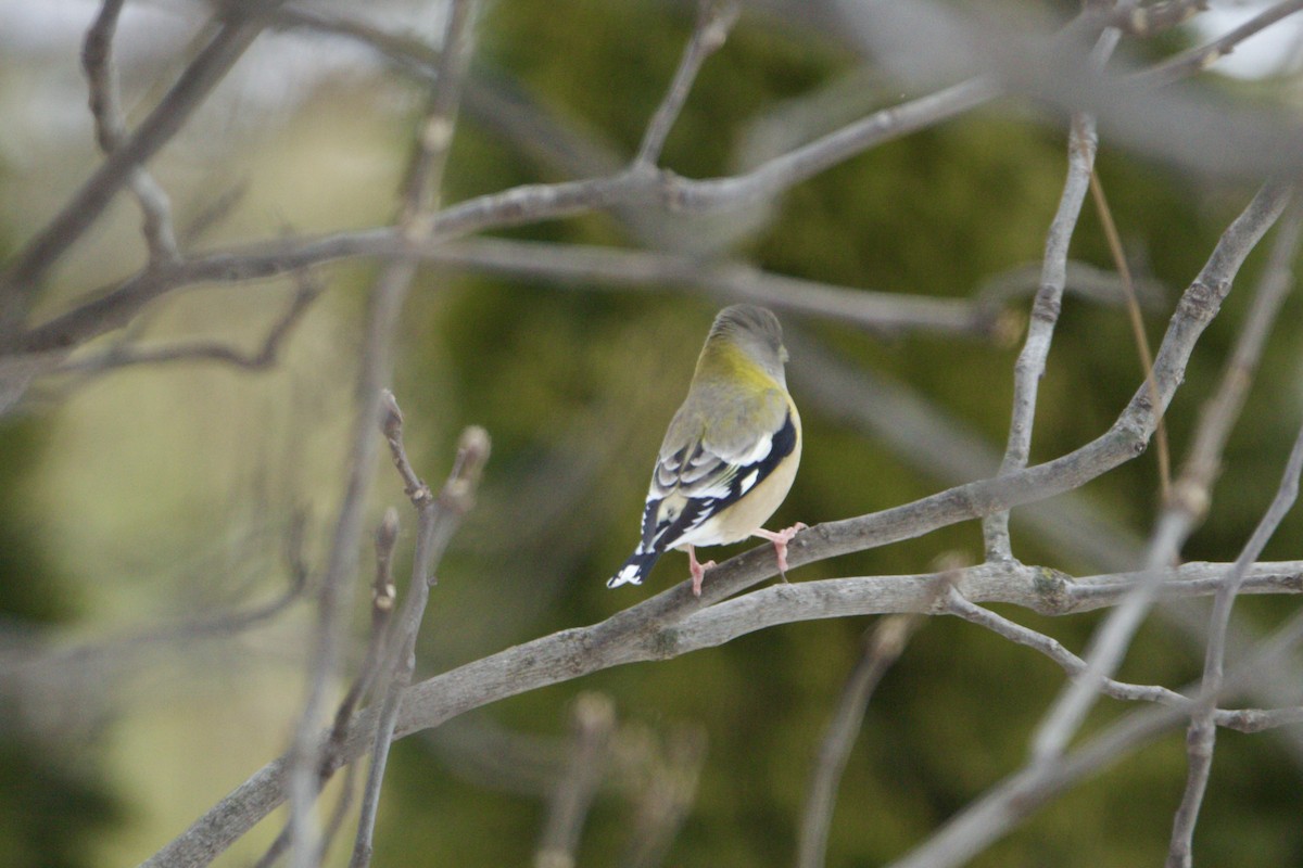 Evening Grosbeak - ML646350717