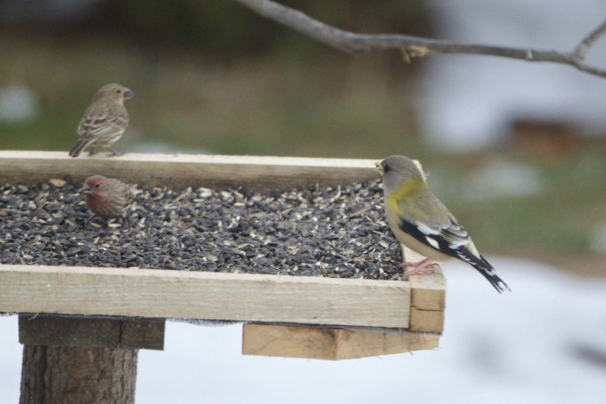 Evening Grosbeak - ML646350718