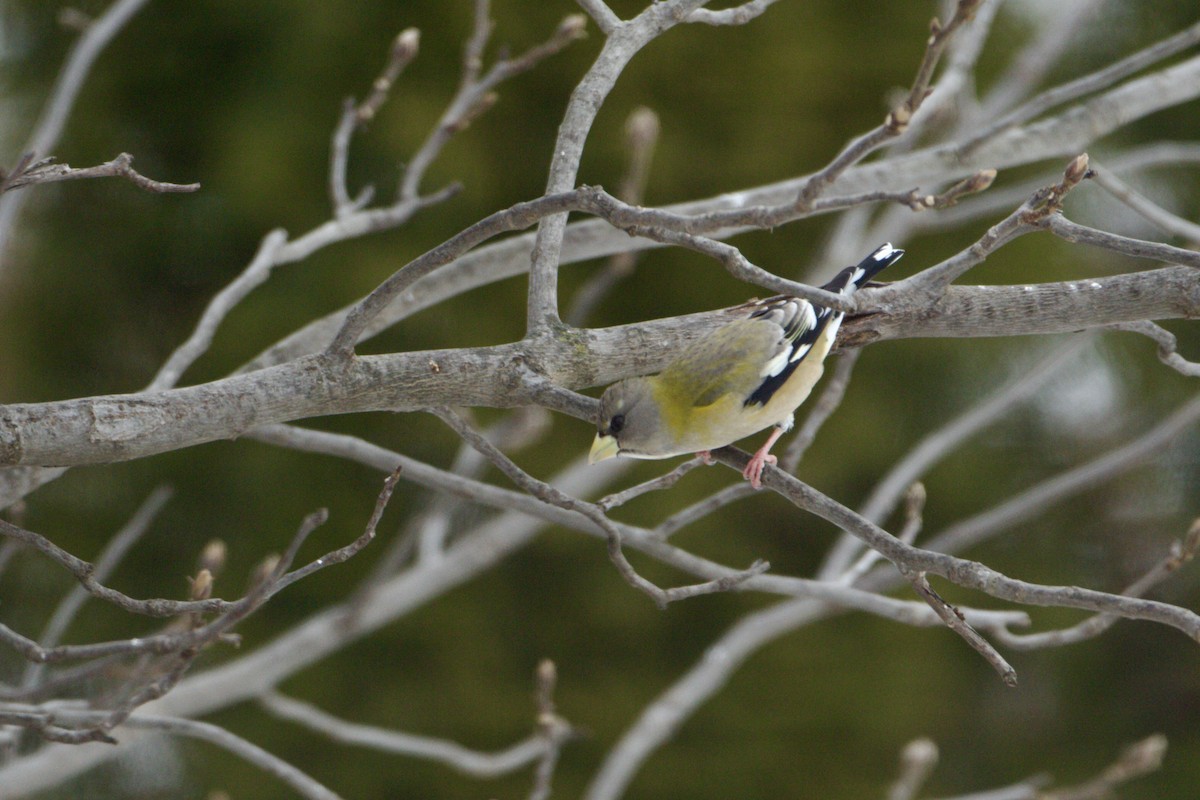 Evening Grosbeak - ML646350719