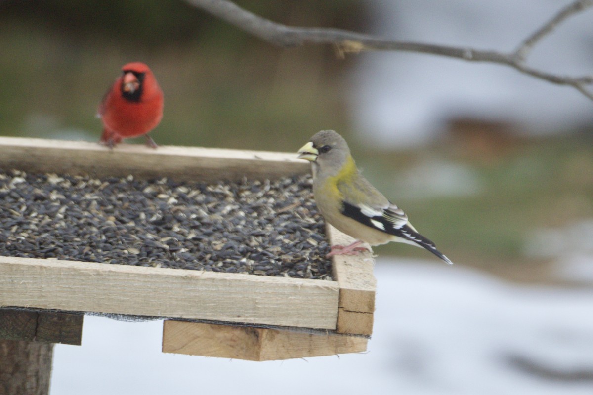 Evening Grosbeak - ML646350720