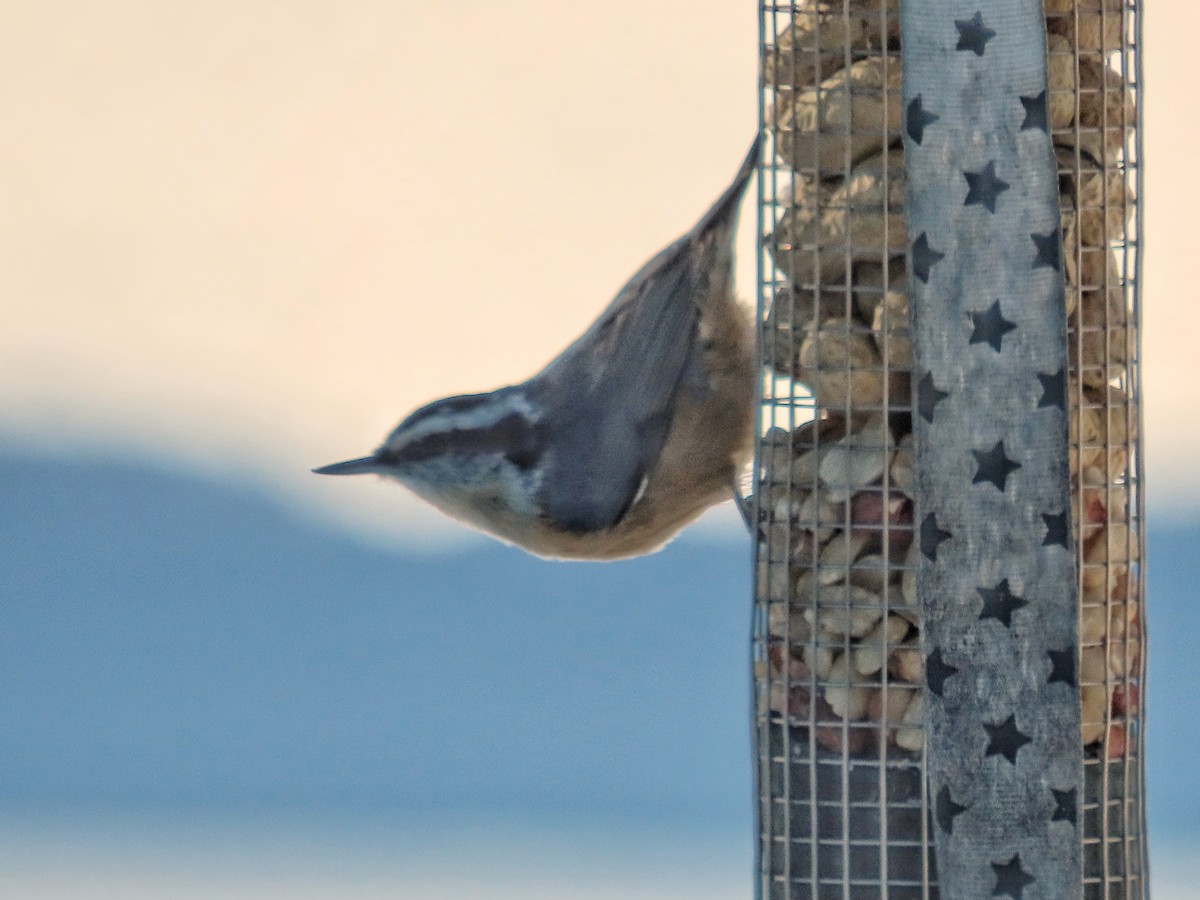 Red-breasted Nuthatch - ML646350721