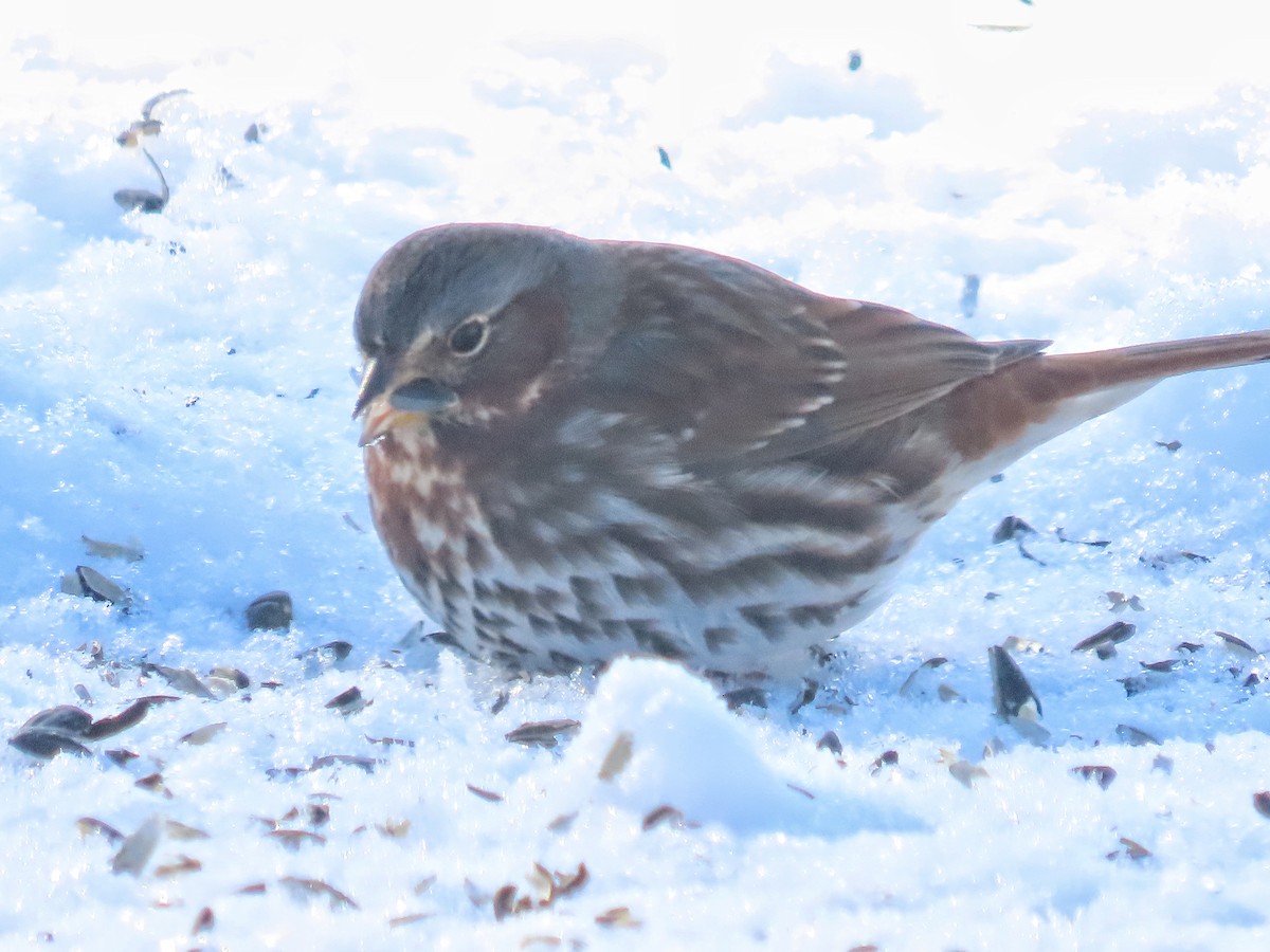 Fox Sparrow - ML646350724