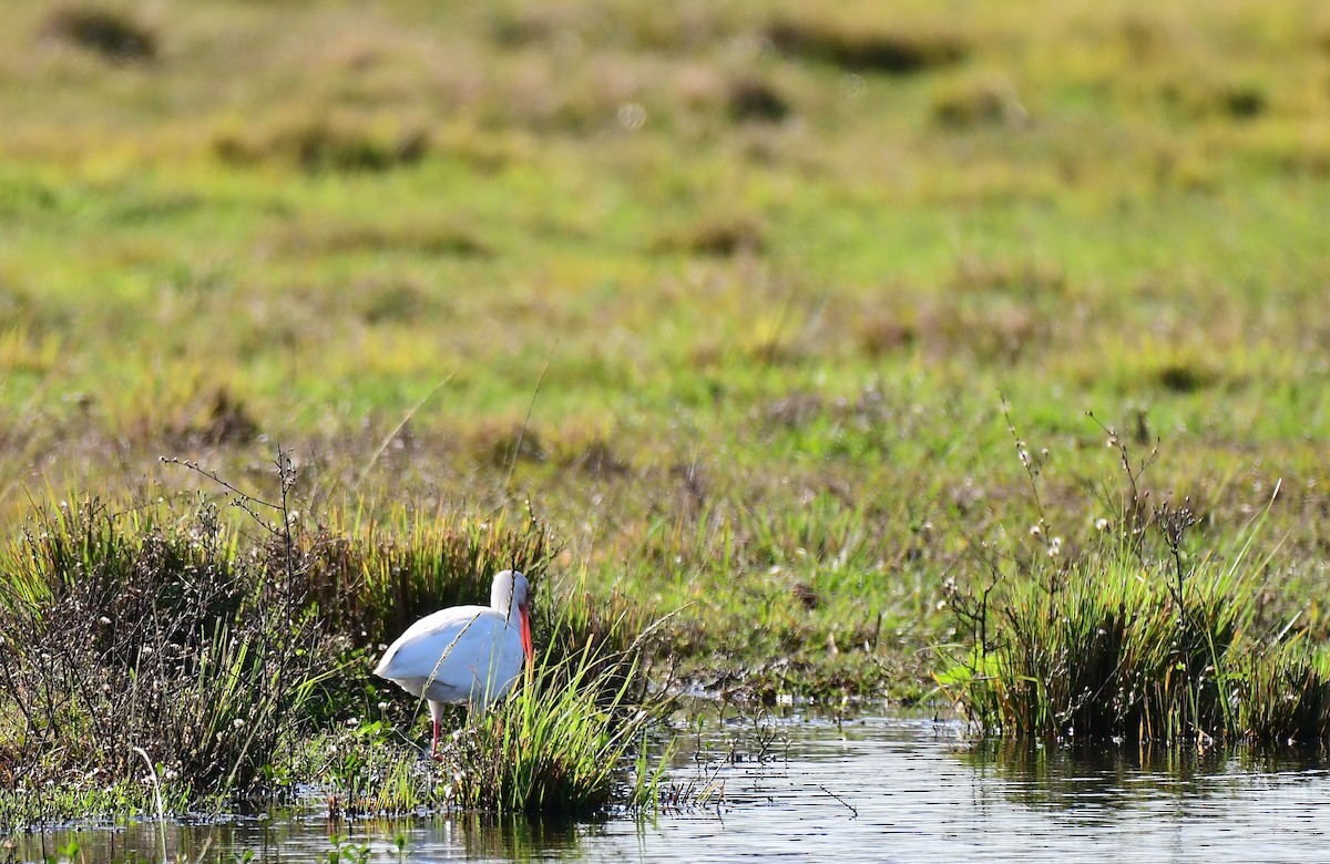 White Ibis - ML646350727