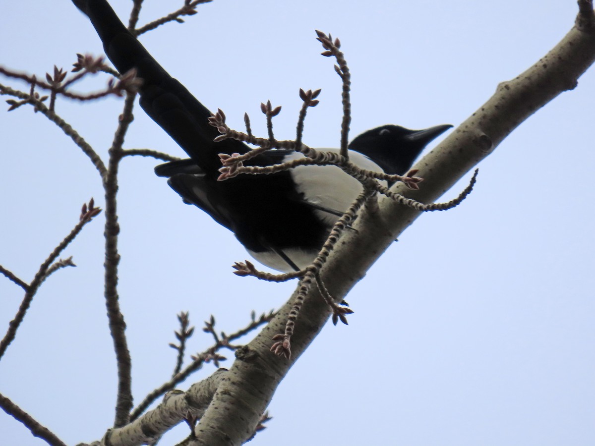 Eurasian Magpie - ML646350728