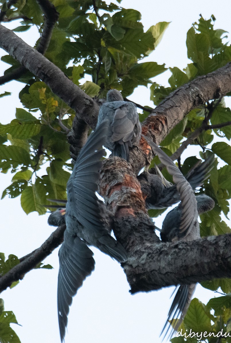 Great Slaty Woodpecker - ML646350729