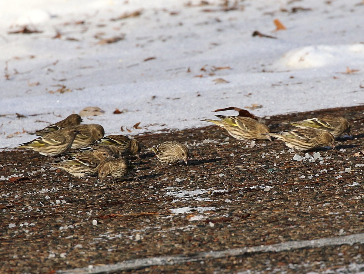 Pine Siskin - ML646350731