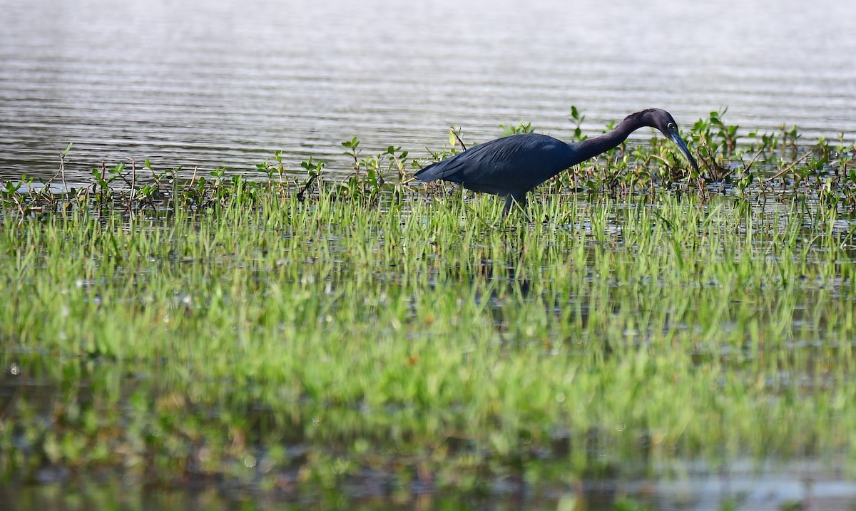 Little Blue Heron - ML646350734