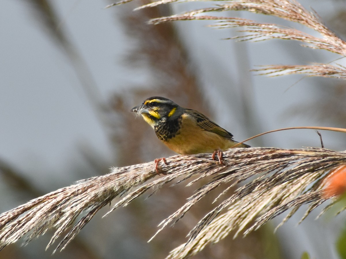 Black-breasted Weaver - ML646350739