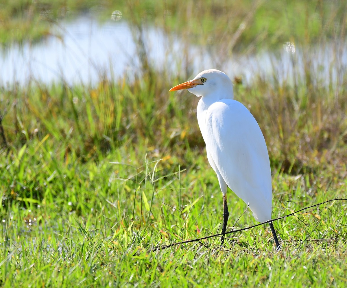 Western Cattle-Egret - ML646350742