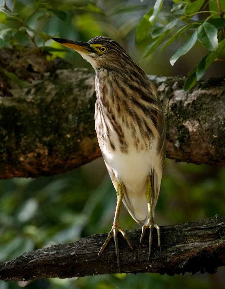 Indian Pond-Heron - ML646350744