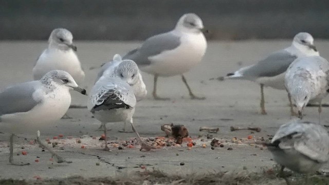 racek kroužkozobý - ML646350752