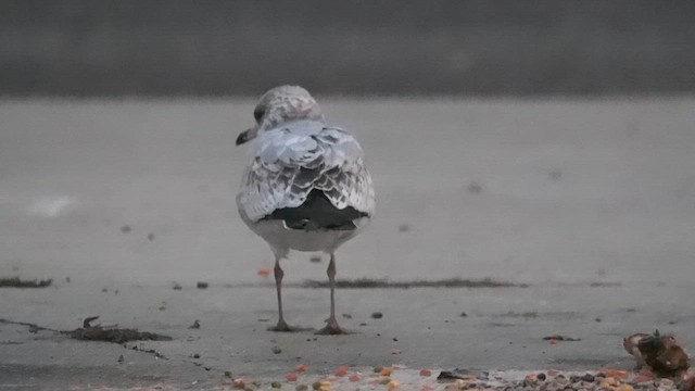 racek kroužkozobý - ML646350753