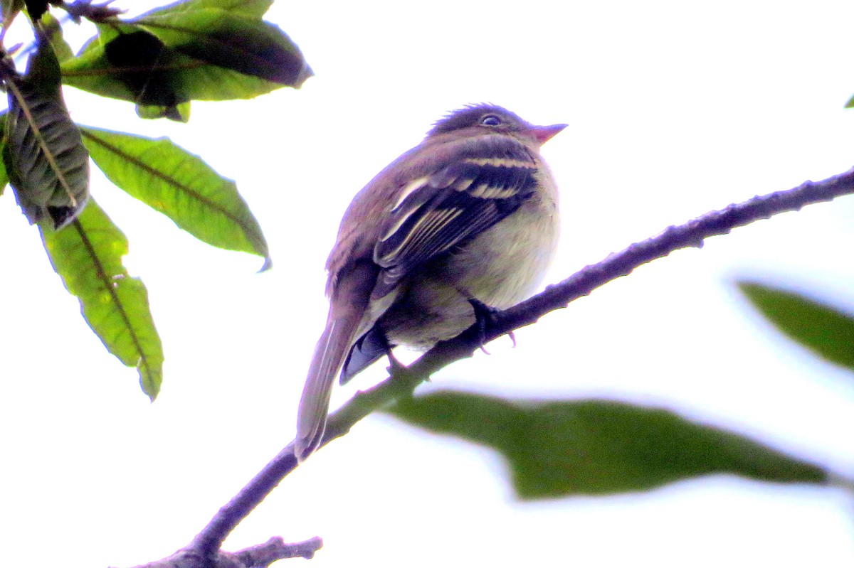 Mountain Elaenia - ML646350754