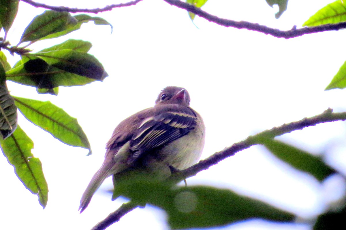 Mountain Elaenia - ML646350755