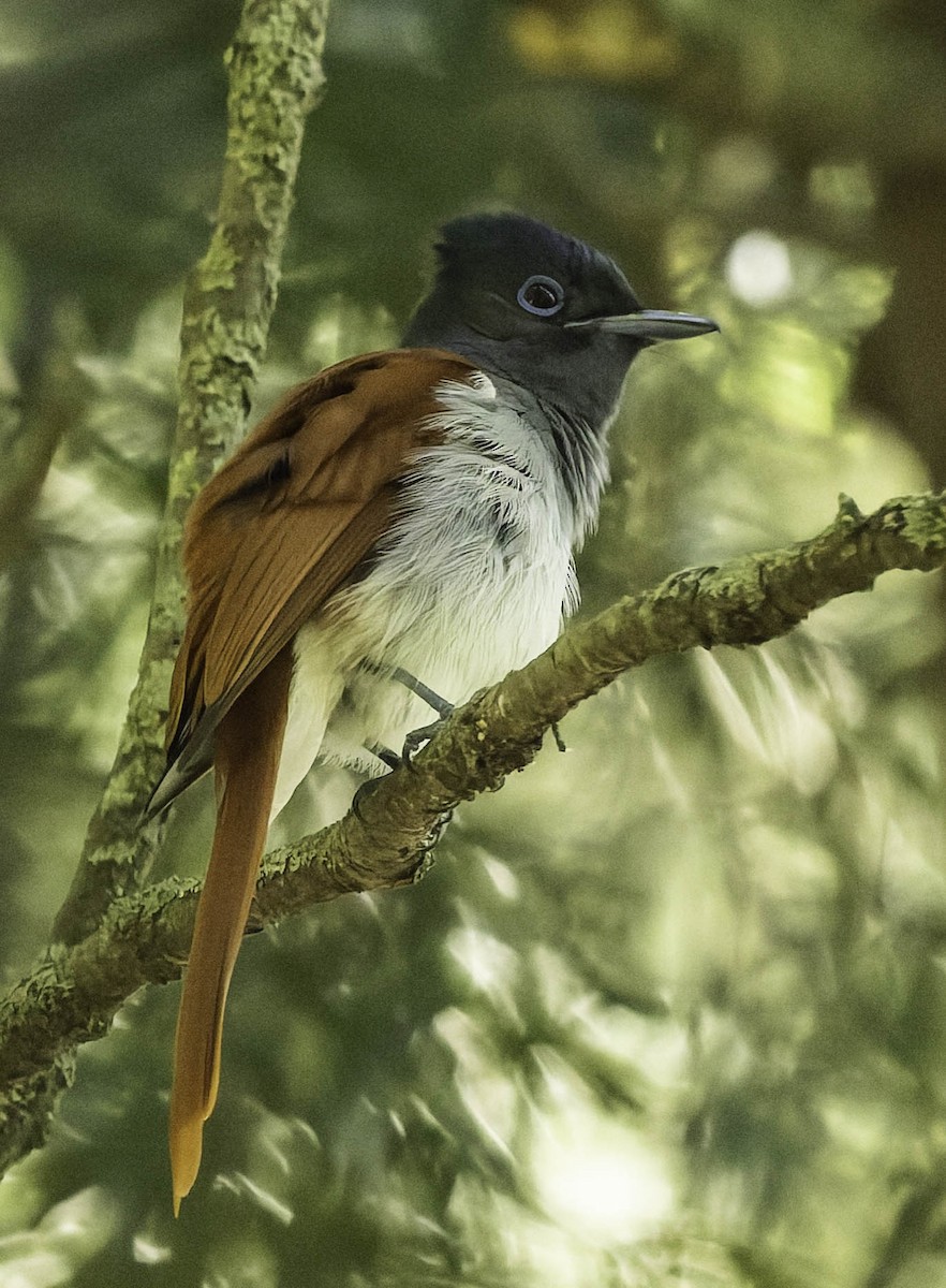 African Paradise-Flycatcher - ML646350761