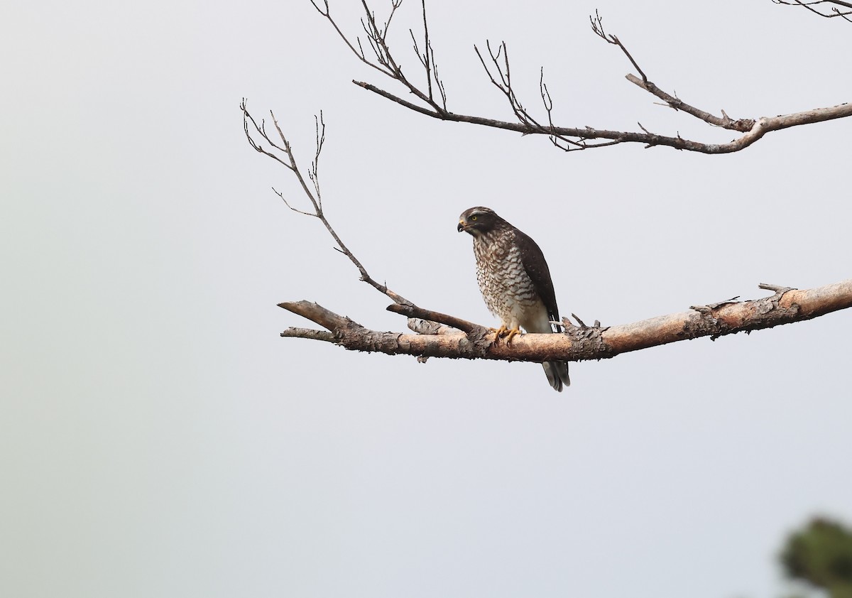 gråkinnvåk - ML646350762