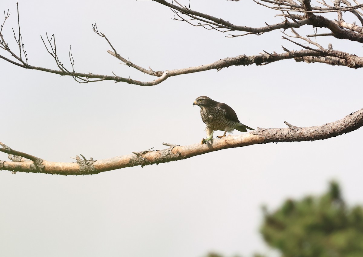 gråkinnvåk - ML646350763