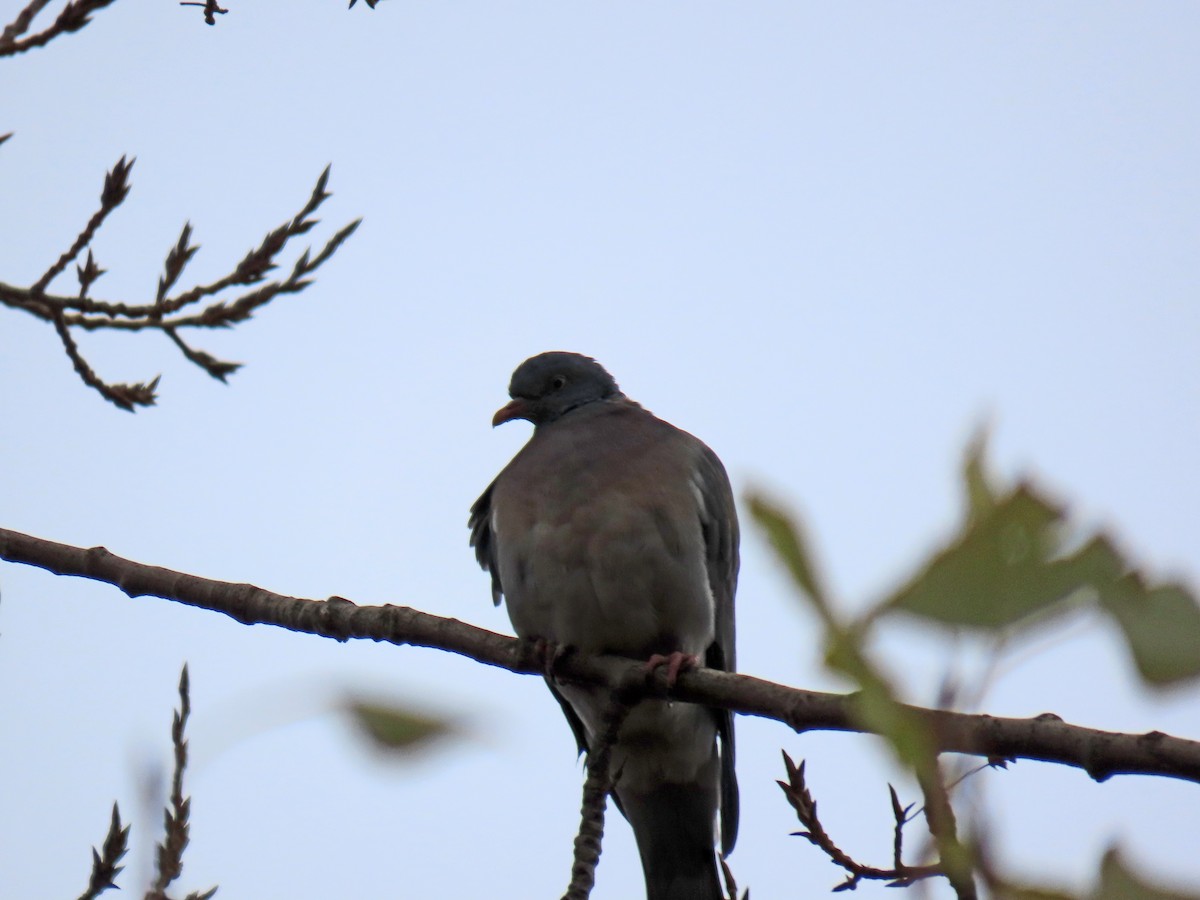 Common Wood-Pigeon - ML646350764