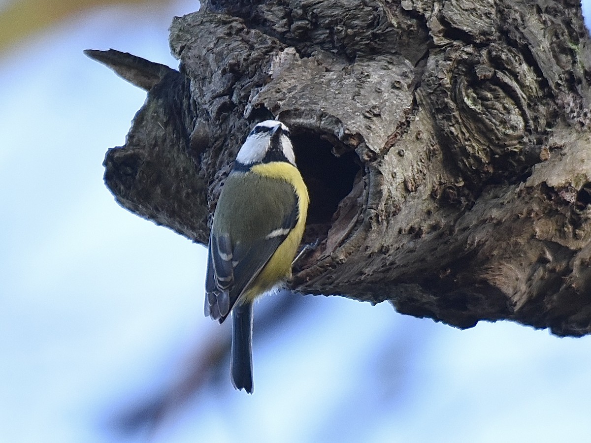 Eurasian Blue Tit - ML646350765