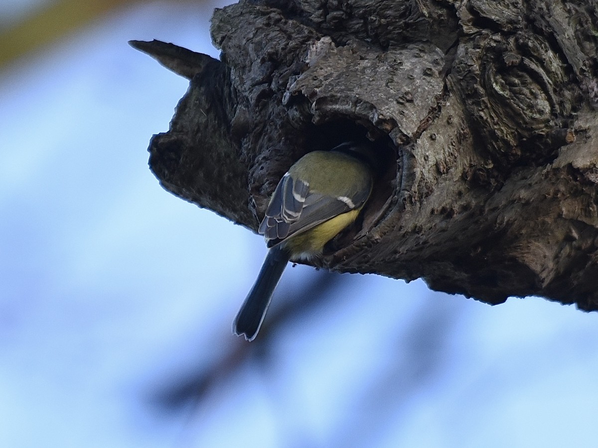 Eurasian Blue Tit - ML646350766