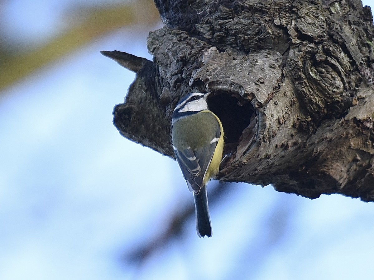 Eurasian Blue Tit - ML646350767