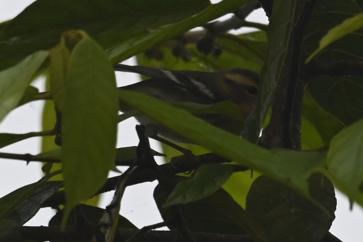 Blackburnian Warbler - ML646350768