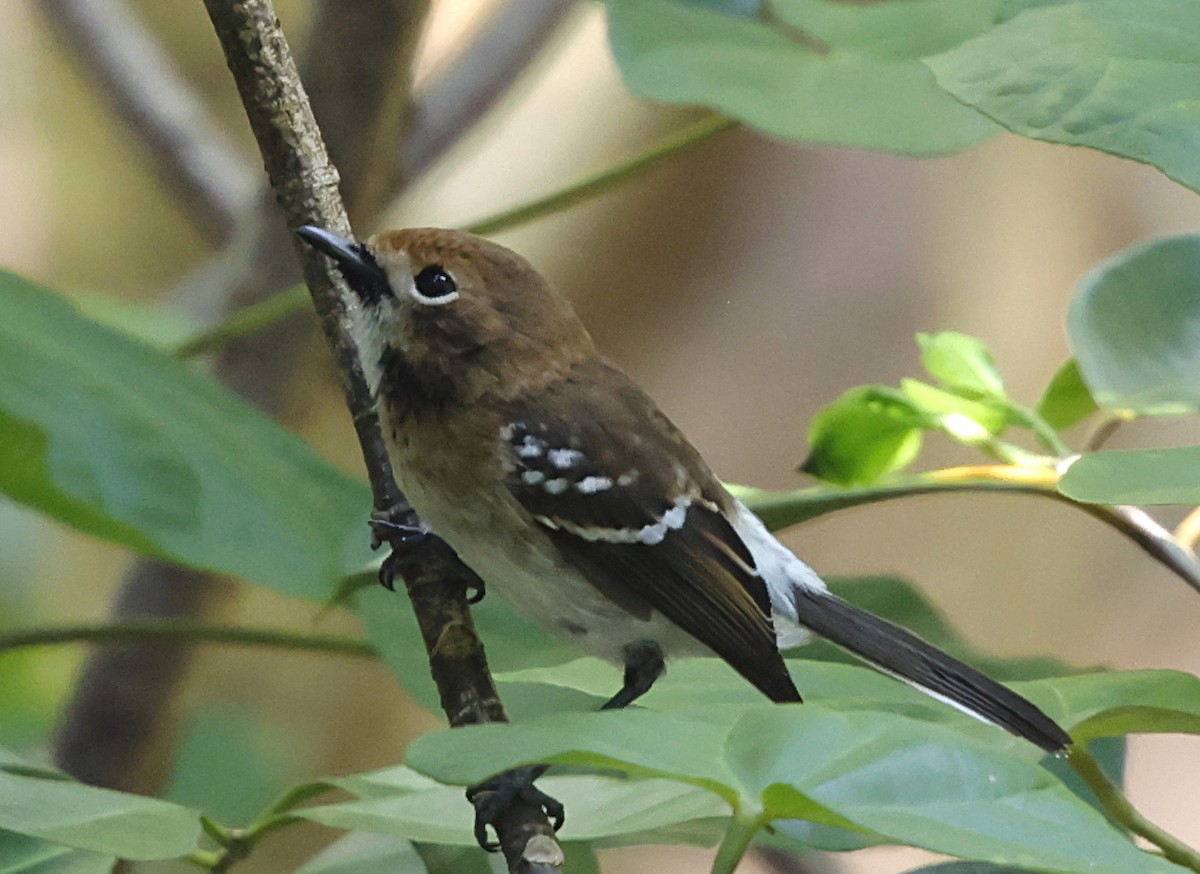 Oahu Elepaio - ML646350769