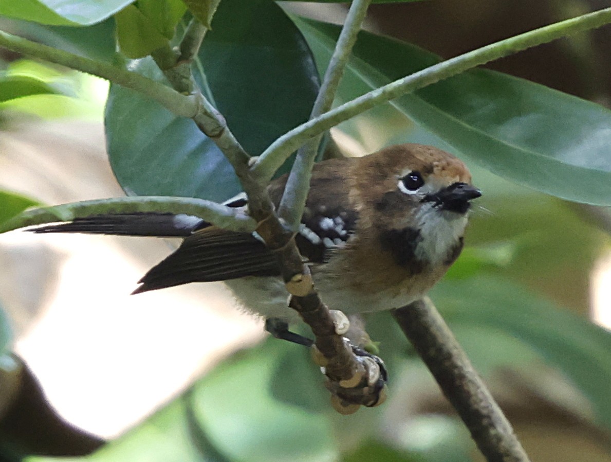 Oahu Elepaio - ML646350770