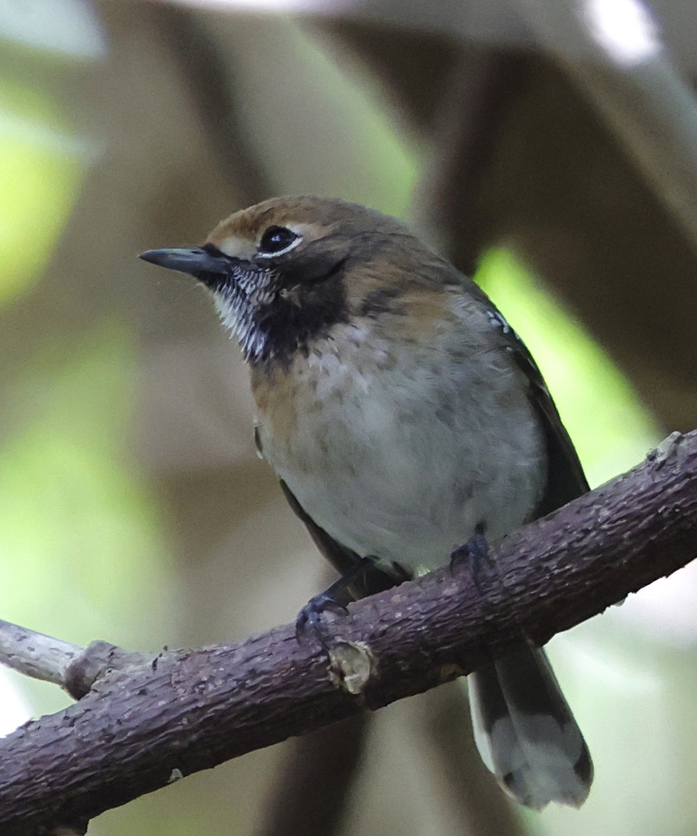 Oahu Elepaio - ML646350773