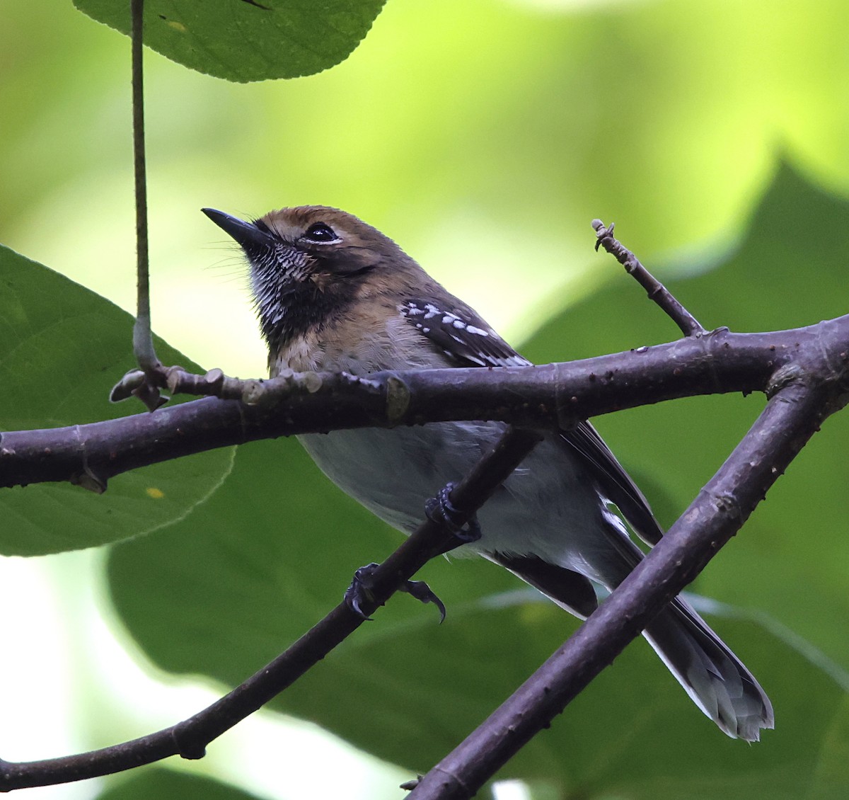 Oahu Elepaio - ML646350774