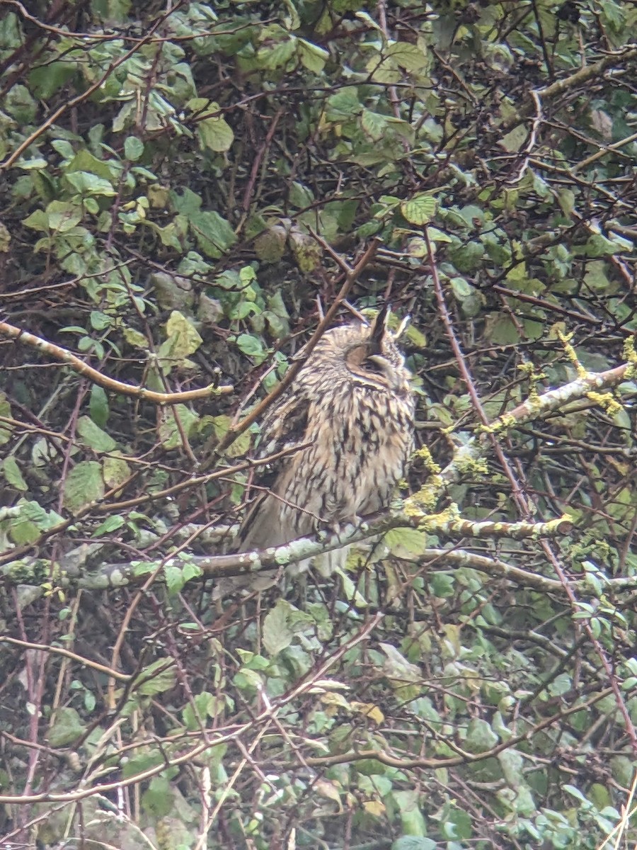 Long-eared Owl - ML646350775