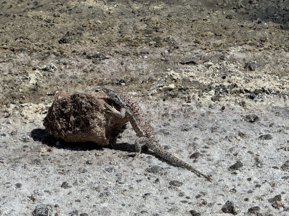 Animals - ML646350784