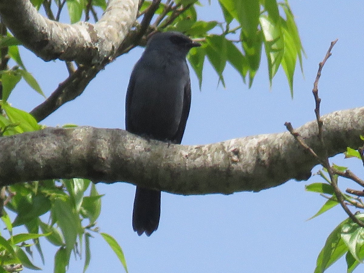 Kenrick's Starling - ML646350787
