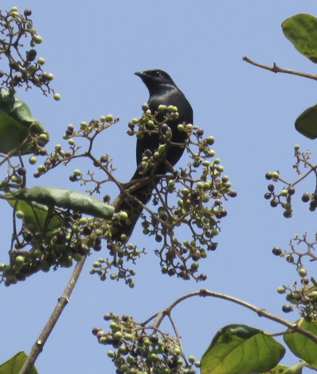 Kenrick's Starling - ML646350788