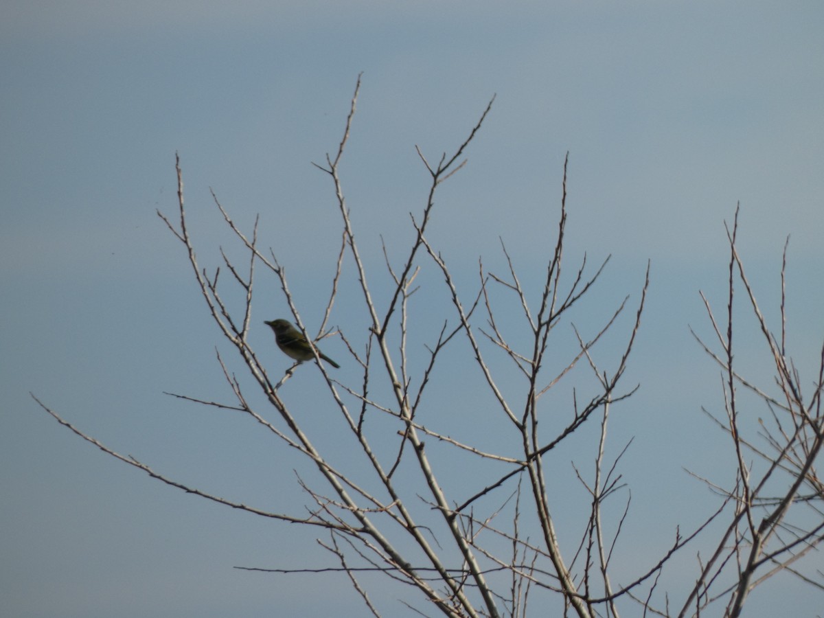 White-eyed Vireo - ML646350791